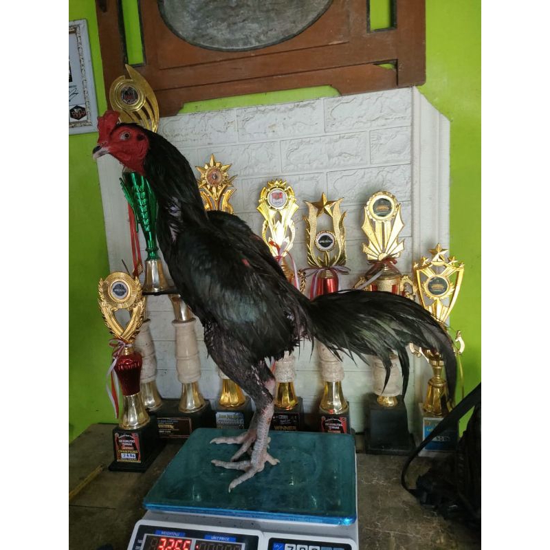 

TELUR FERTIL AYAM PAKHOY BRAKOT POWER PUKUL SUPER