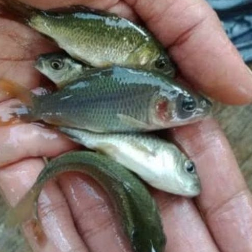 Bibit ikan mas konsumsi 4-6cm