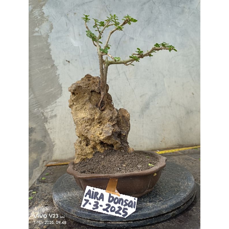 bonsai sancang on the rock