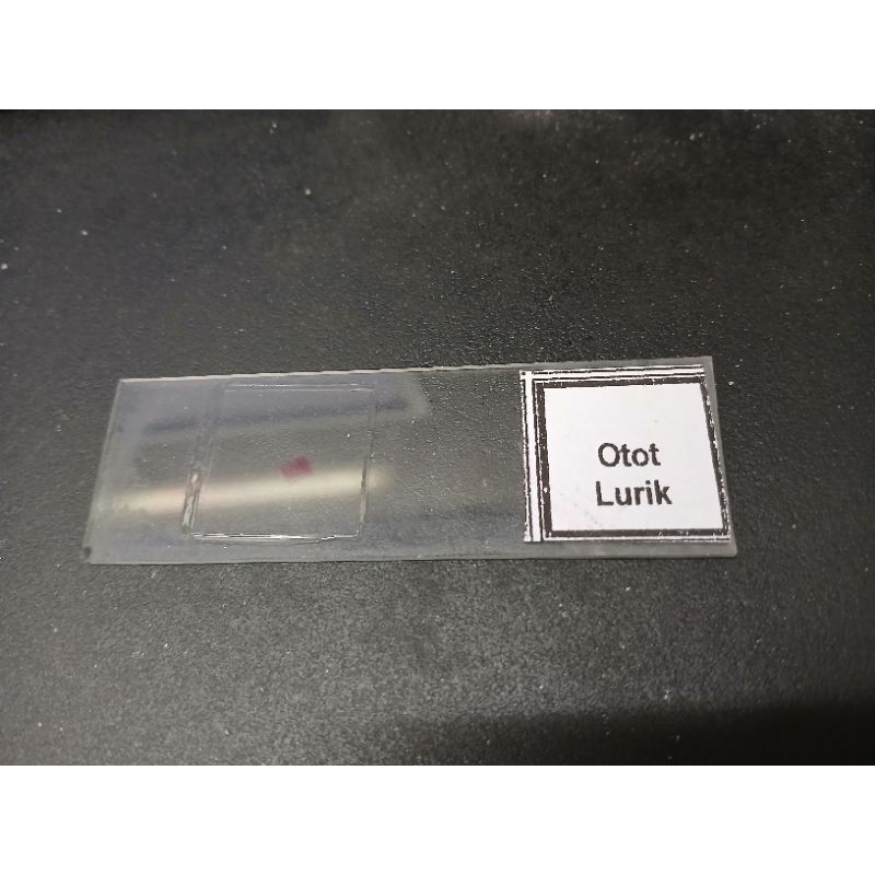 Preparat Oto Lurik / Otot Lurik / Preparat