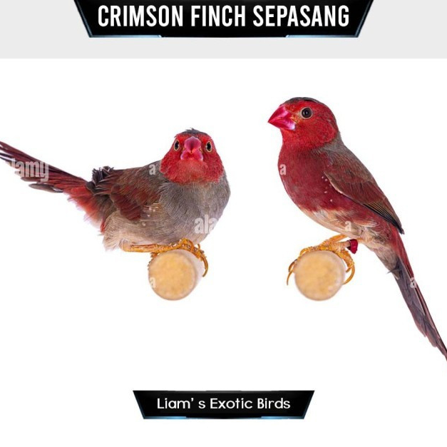 Crimson Finch Sepasang
