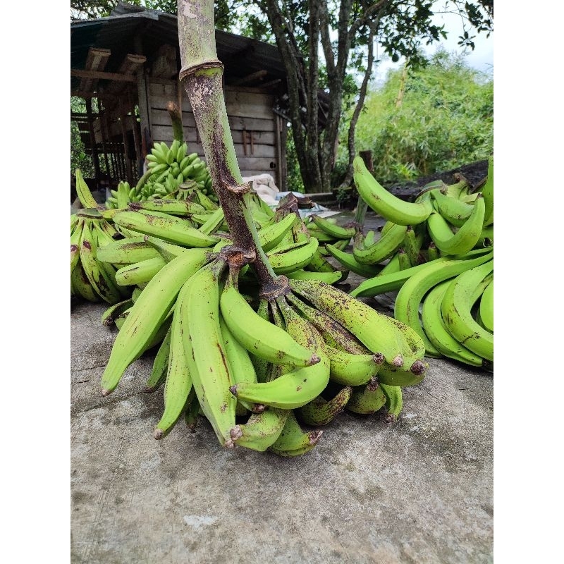 

Pisang Tandukk Jumbo Asli lereng Muria 1 Tandan isi 20 - 25 biji