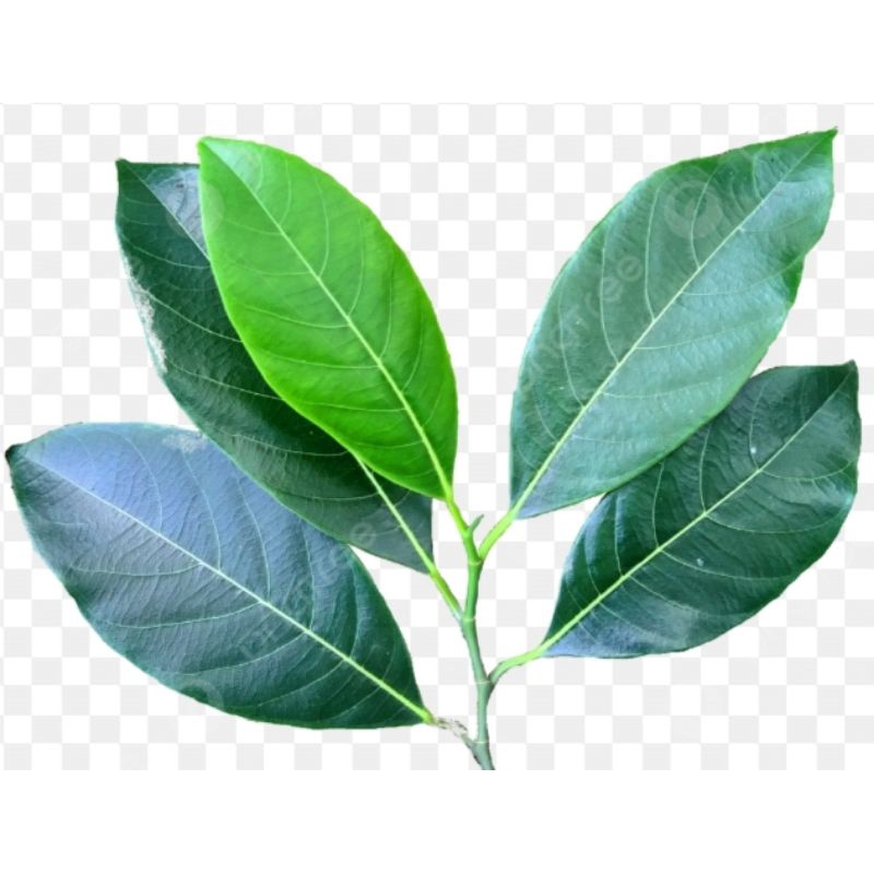 

Daun nangka segar 500 gram