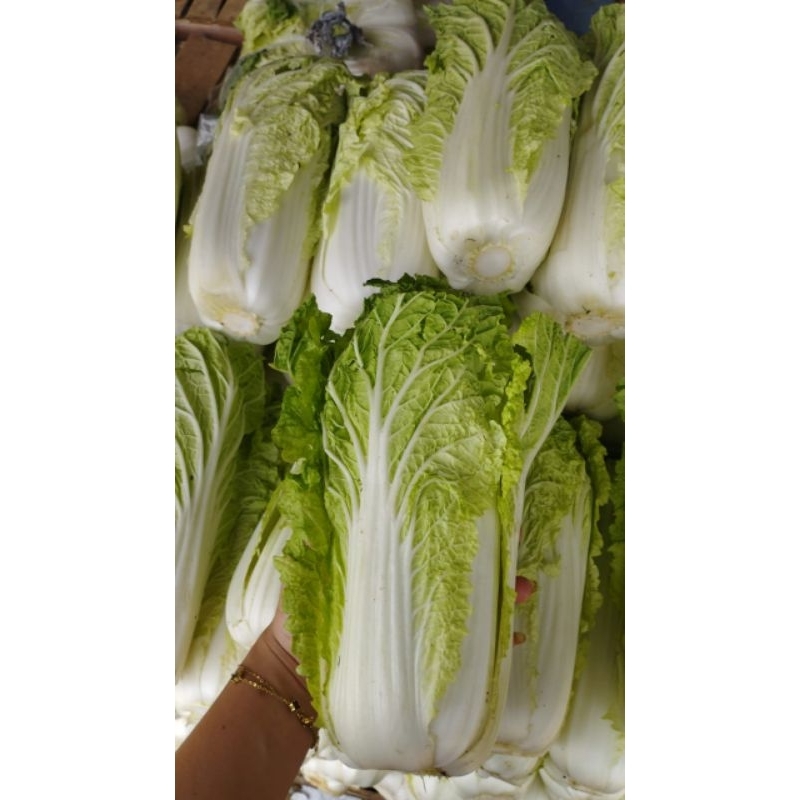 

Sawi putih pilihan Fresh 1KG