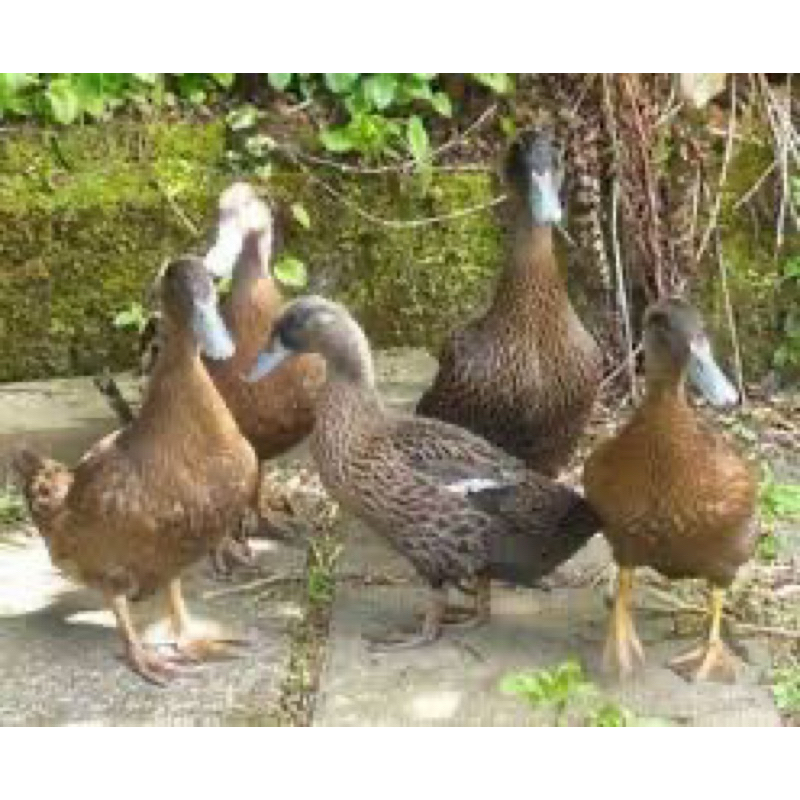 

TELUR FERTIL BEBEK CAMBPEL UNTUK DI TETASKAN