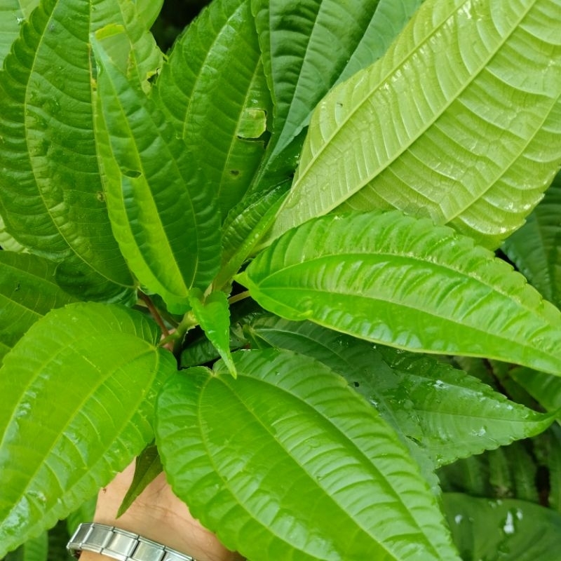 

Daun Pohpohan Segar Berkhasiat Lalapan Khas Jawa Barat Sayur Segar Per Ikat - TOKO ABDI