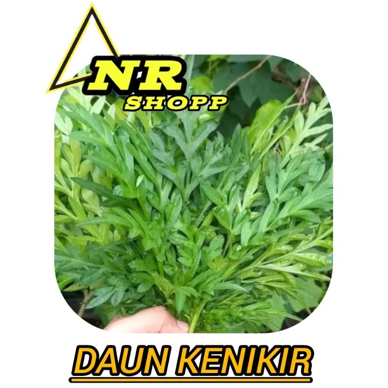 

100gram daun kenikir segar
