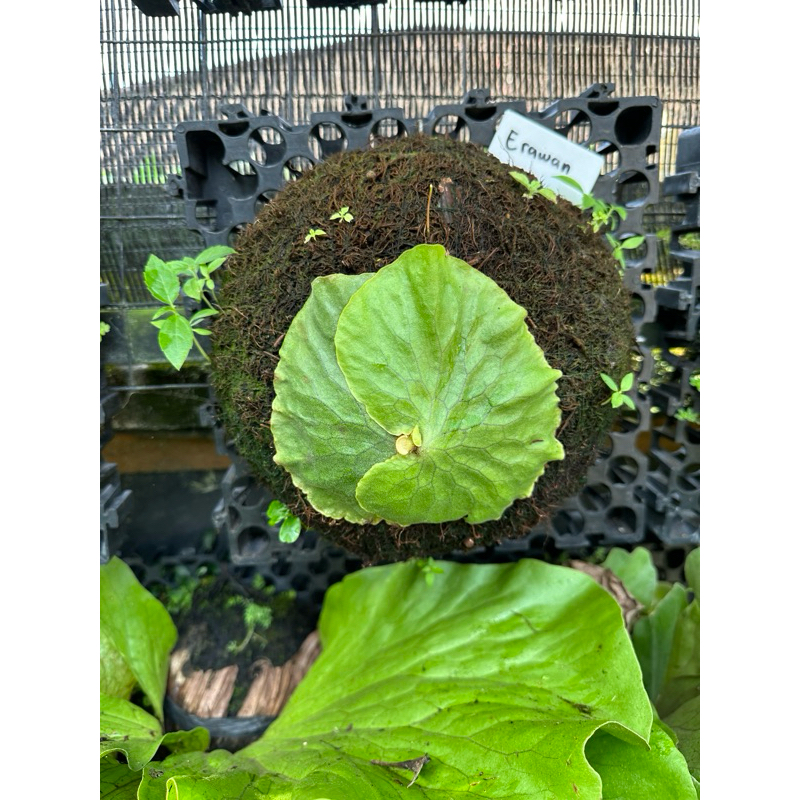 PLATYCERIUM ERAWAN REMAJA ORIGINAL CLONE