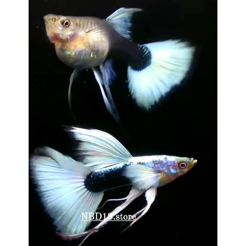 surat karantina guppy hb white ribbon long white ear