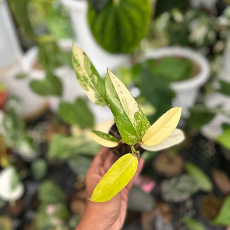 philodendron domesticum variegata real pict