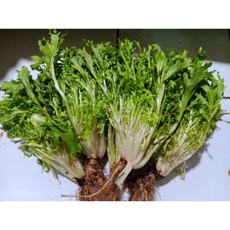 

lettuce endiv 250gr