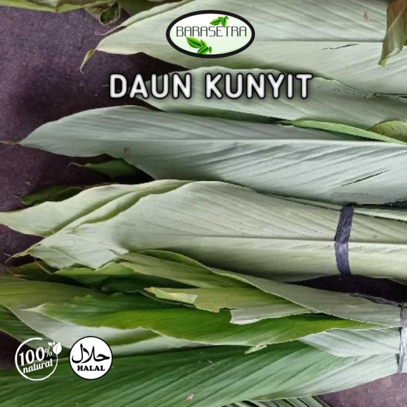 

DAUN KUNYIT hijau segar.