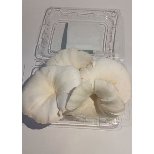 

Jamur Tiram Putih Fress 100%