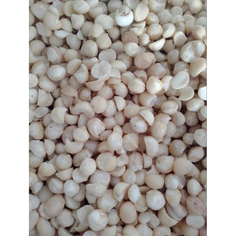 

Kacang Makadamia Kupas Pecah (mentah)