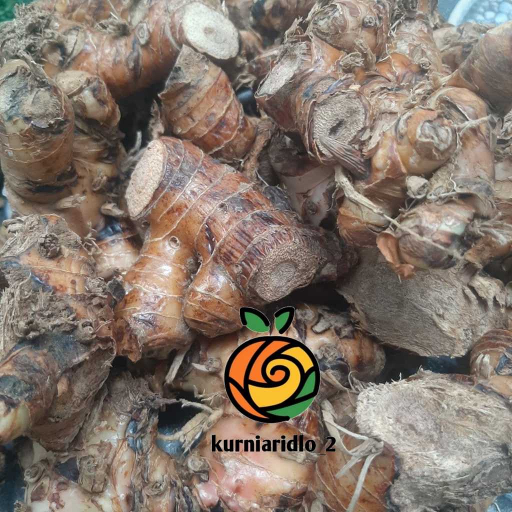 

Laos / Lengkuas Segar 500gr