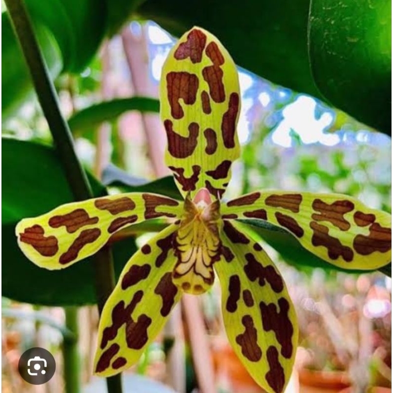 grammatophyllum martae