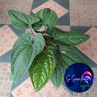 ANTURIUM SIRIH RADICANS ANTURIUM SIRIH BADAK bibit anturium sirih anturium sirih golden radicans