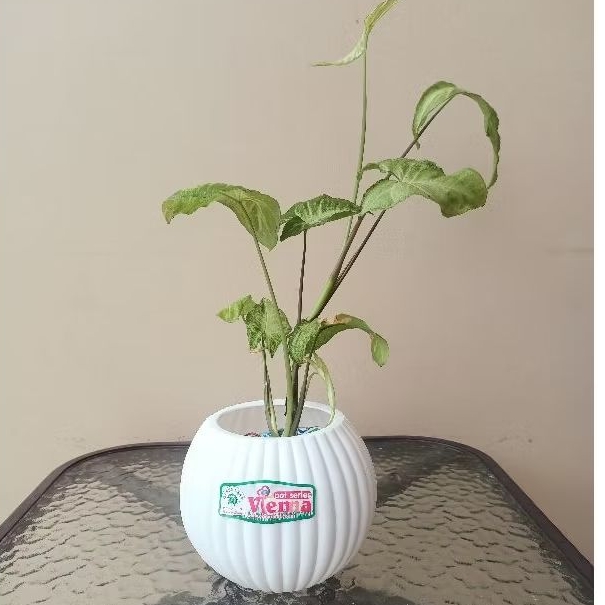 ( TB) Pot Bola Vienna 675 Estetik flower