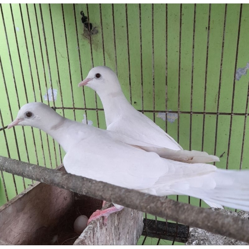 BURUNG PUTER ALBINO BETINA satuan