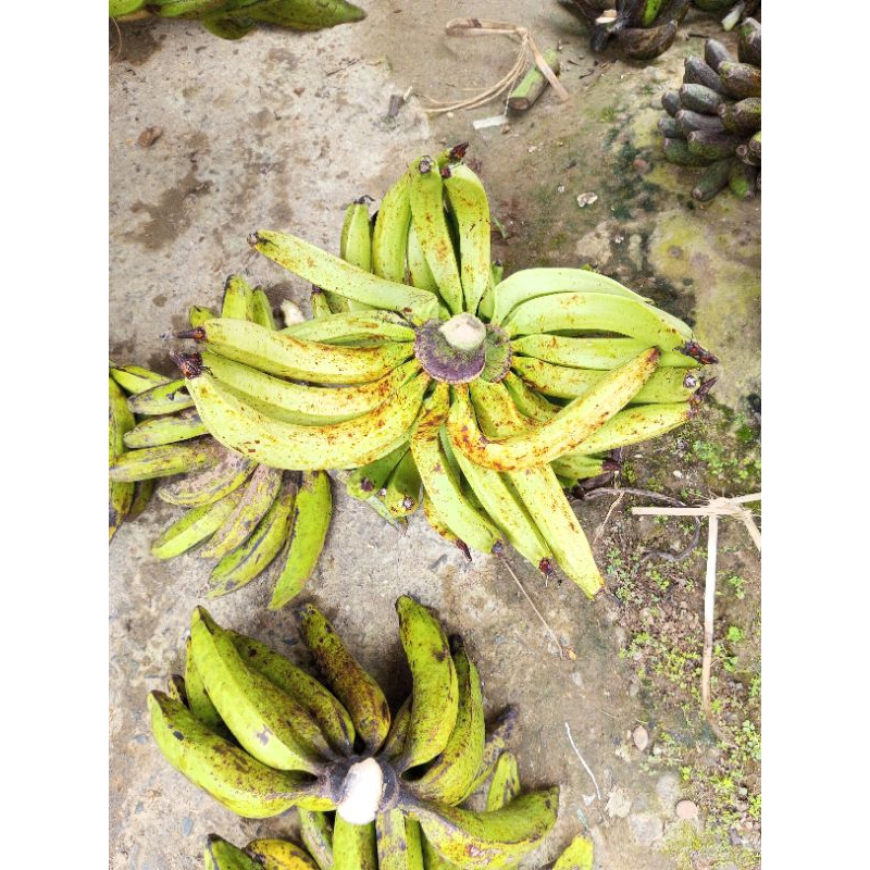 

Pisang lampeneng 1 kg tua dipohon