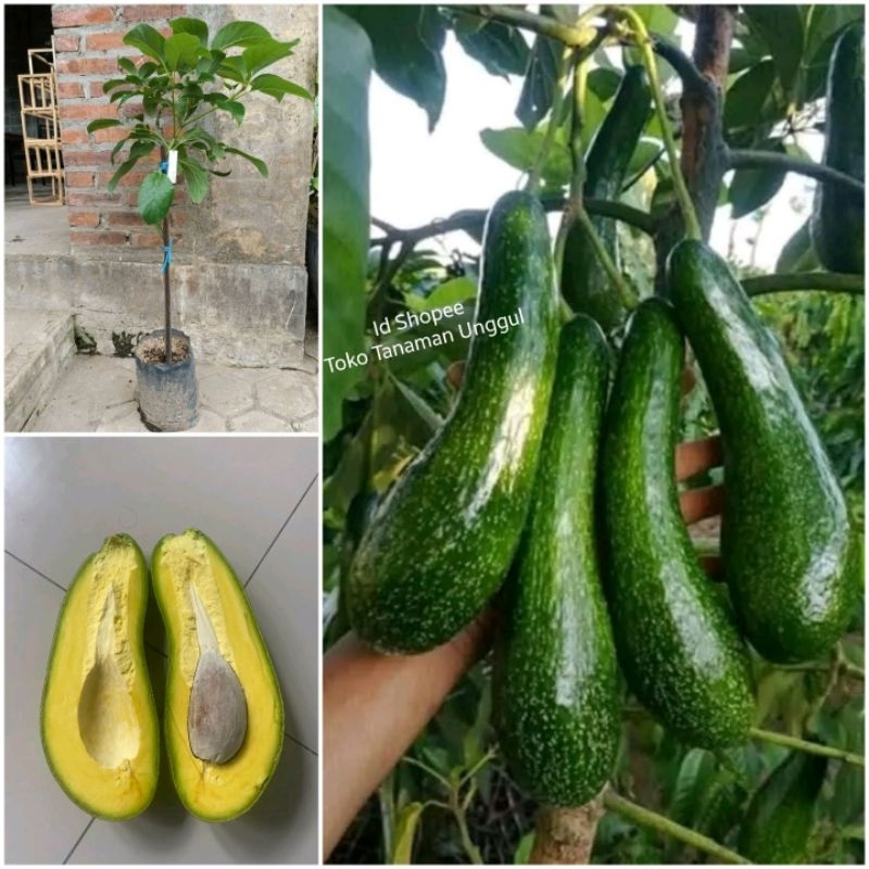 Bibit Alpukat Kelud / Subang