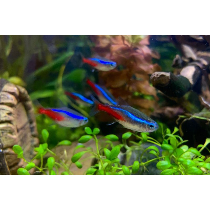 hiasan aquarium neon tetra paket 100