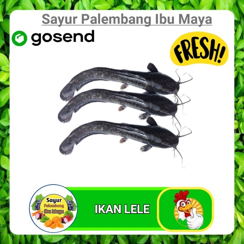 

Ikan Lele Fresh - Sayur Segar Palembang