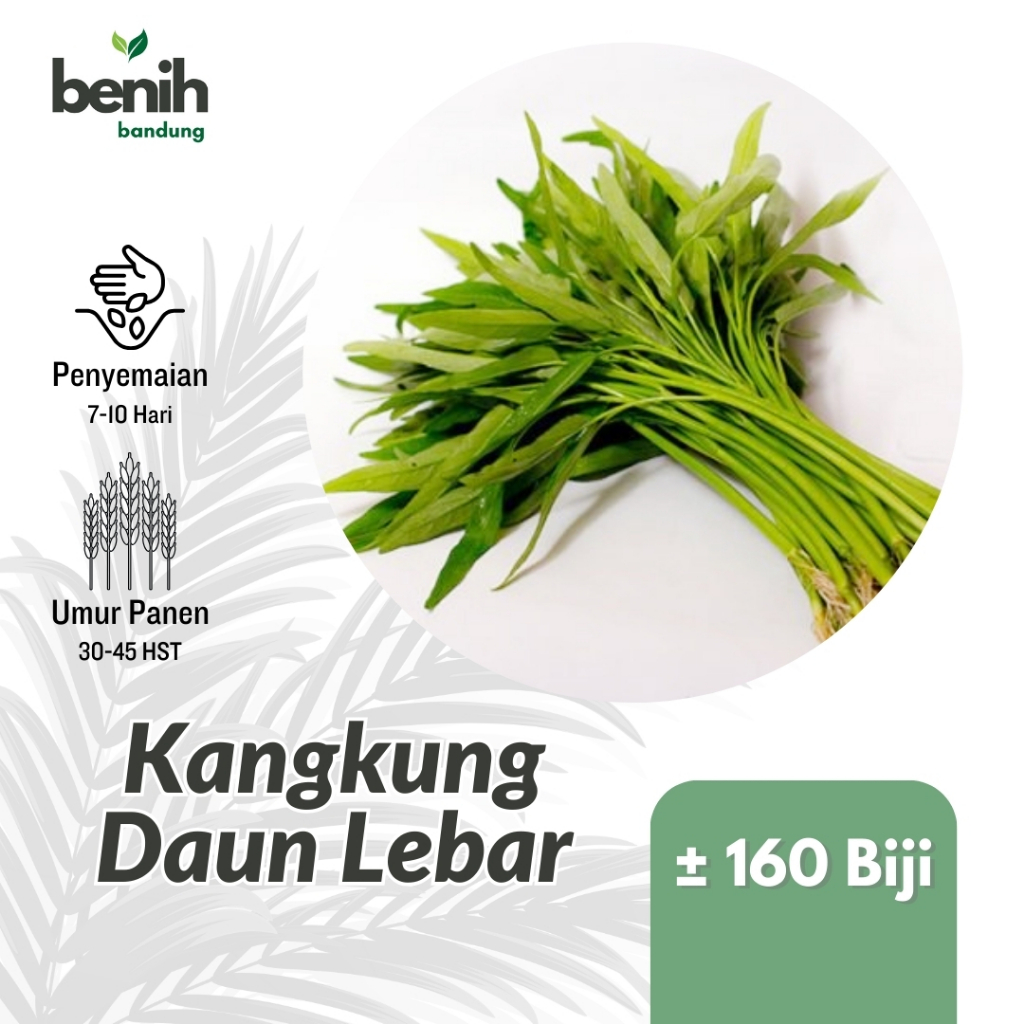 160 Benih Kangkung Daun Lebar Bibit Sayuran Kangkung Darat