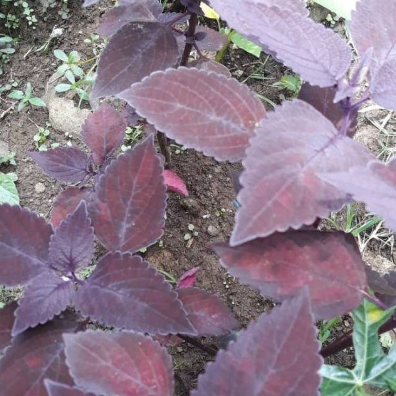 

Daun jawer kotok unggu 250gr herbal