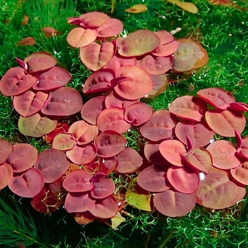 Tanaman Aquascape / Paludarium - Phyllanthus Fluitans, Red Root, frogbit merah Tanaman Apung
