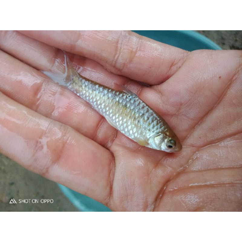 ikan hias air tawar ikan wader isi 10 ekor