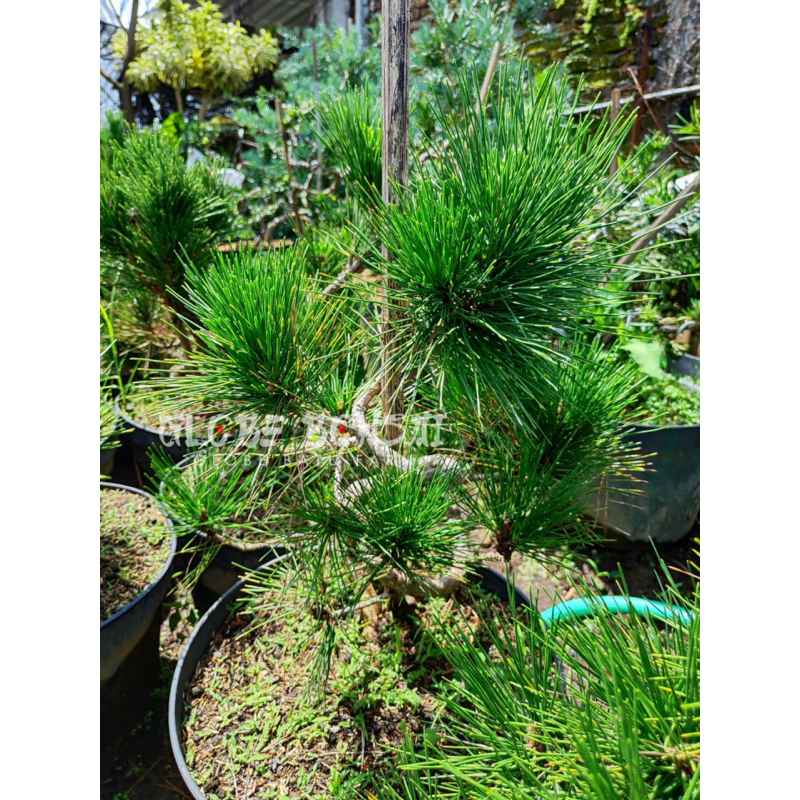 BONSAI CEMARA BLACK PINE UKURAN SEDANG