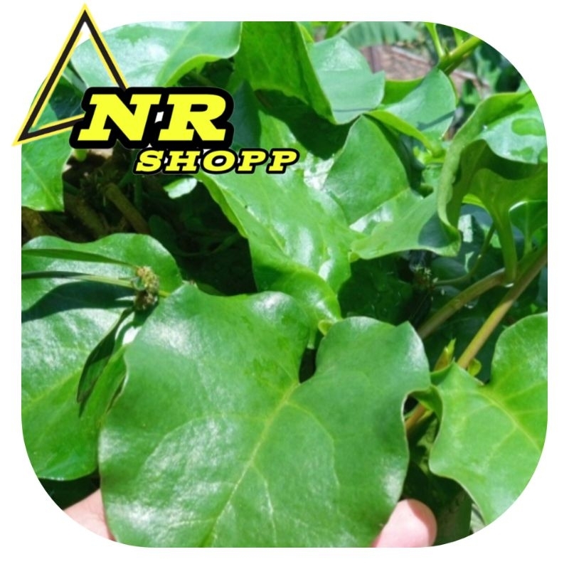 

Daun binahong fres 1kg segar rempah rempah segar