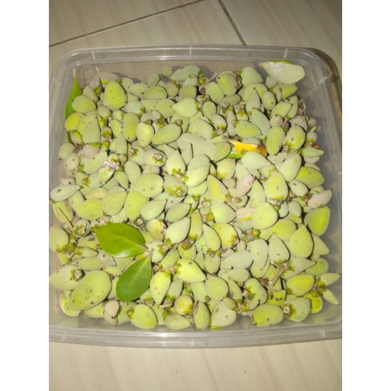 

BUAH MANGROVE API API / BUAH BRAYO