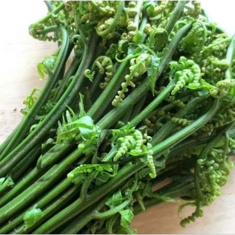 

Pakis sayur segar enak 500gram termurah