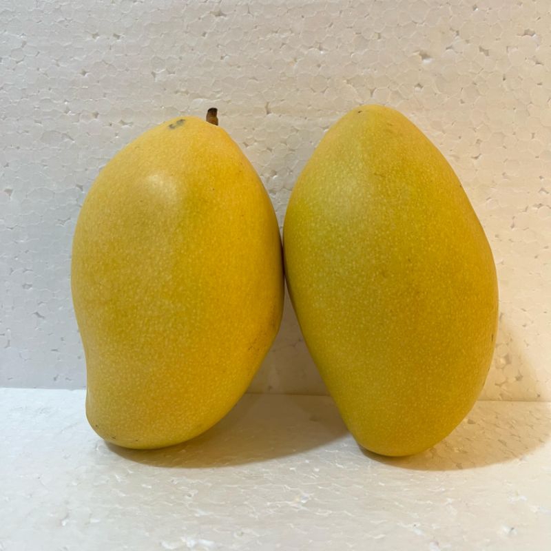 

Mangga Thailand 1kg