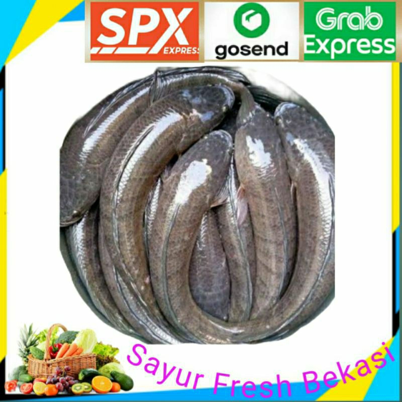 Ikan Gabus Hidup 1kg.