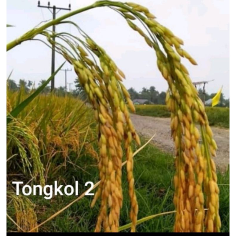 BENIH PADI TONGKOL 2 KEMASAN 5KG