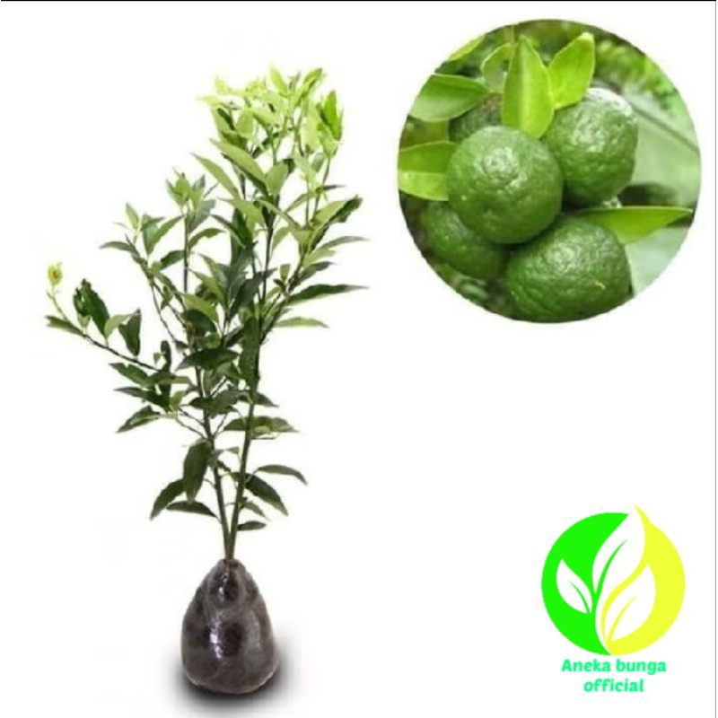 Pohon buah jeruk limo sudah okulasi cepet berbuah / tanaman jeruk limau