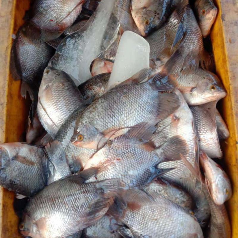 

GURAMI SEDANG ISI 4-5 PCS/kg