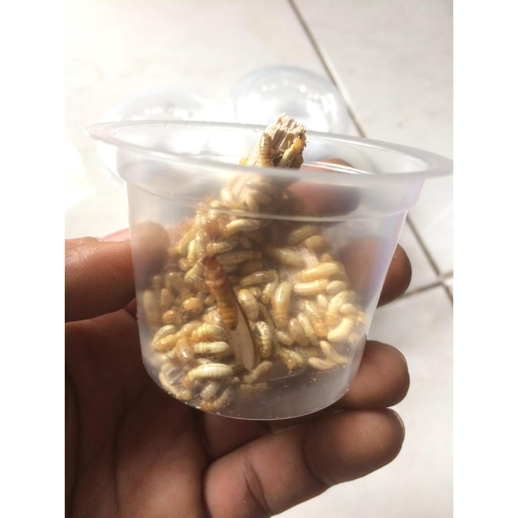 POA/RENGAS/WARANGAS/RAYAP