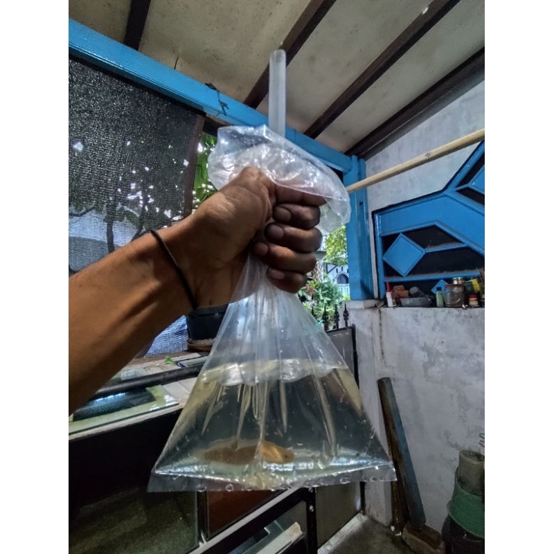 

es cekek isi warti progresan