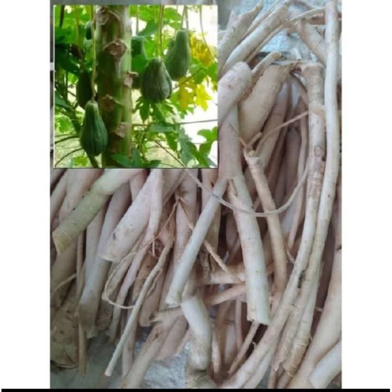 

herbal akar pepaya gantung asli 1kg
