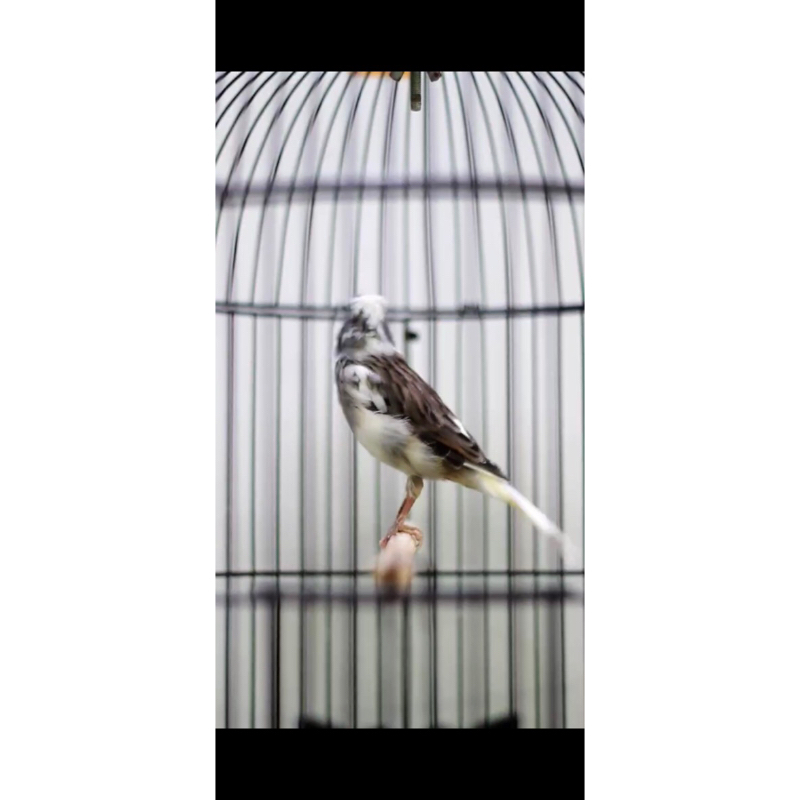 KENARI LOPER PANDA GACOR