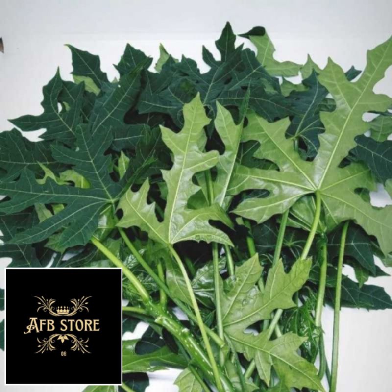 

Daun Pepaya Jepang Daun Gedi Segar 1 Kg