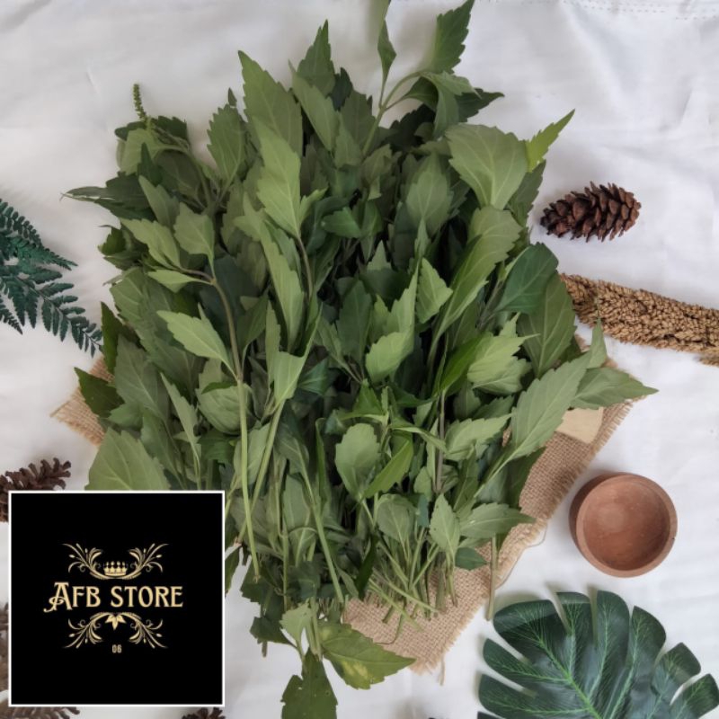 

Daun Kumis Kucing Segar Isi Per 500 Gram Rempah Herbal Alami