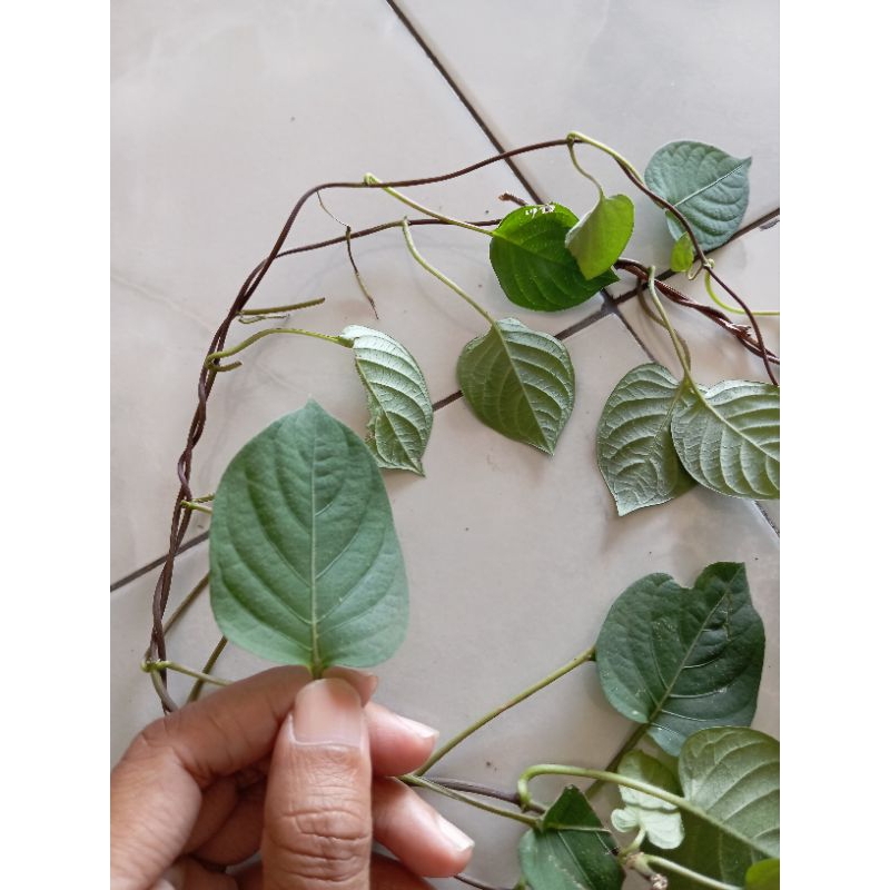 

Daun Kentut Daun Kasembukan