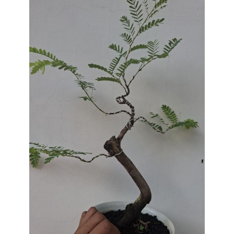 bonsai asem jawa dari biji
