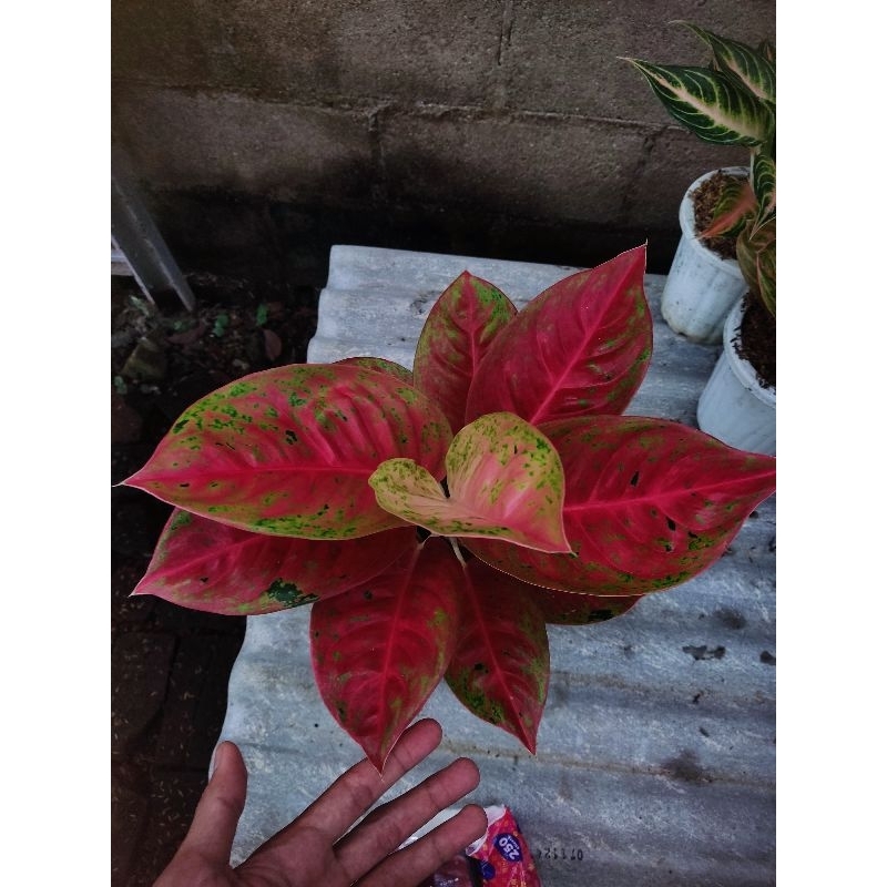 Aglonema mahasety tanian lokal