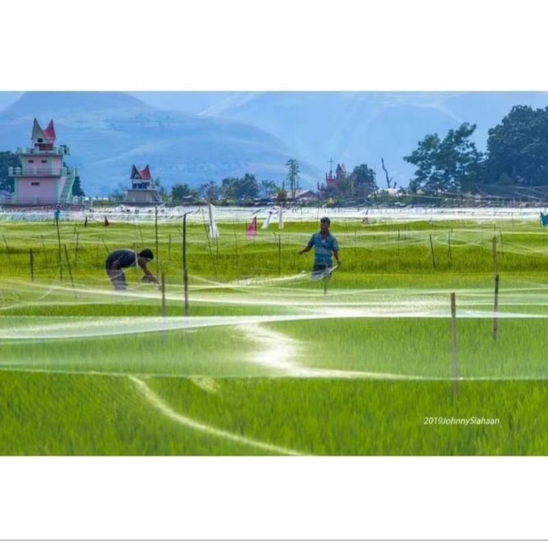 Promo 4 pcs jaring burung sawah jaring padi jaring burung kecil